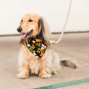 FOGGY DOG Flax Marine Rope Dog Leash