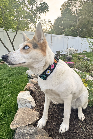 SIX POINT PET Daisy Chain Collar Black