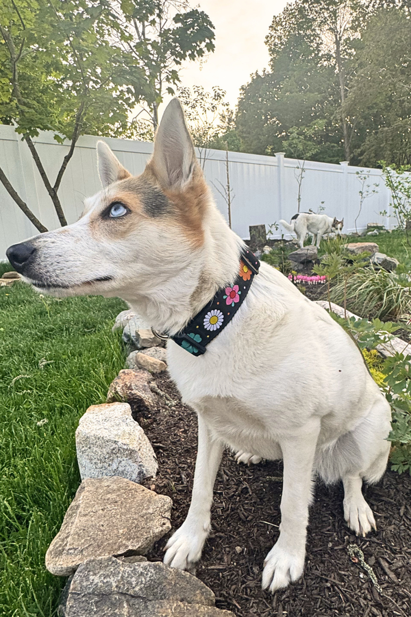 SIX POINT PET Daisy Chain Collar Black
