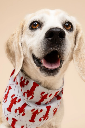 FISH & BONE Bandana The Boothbay