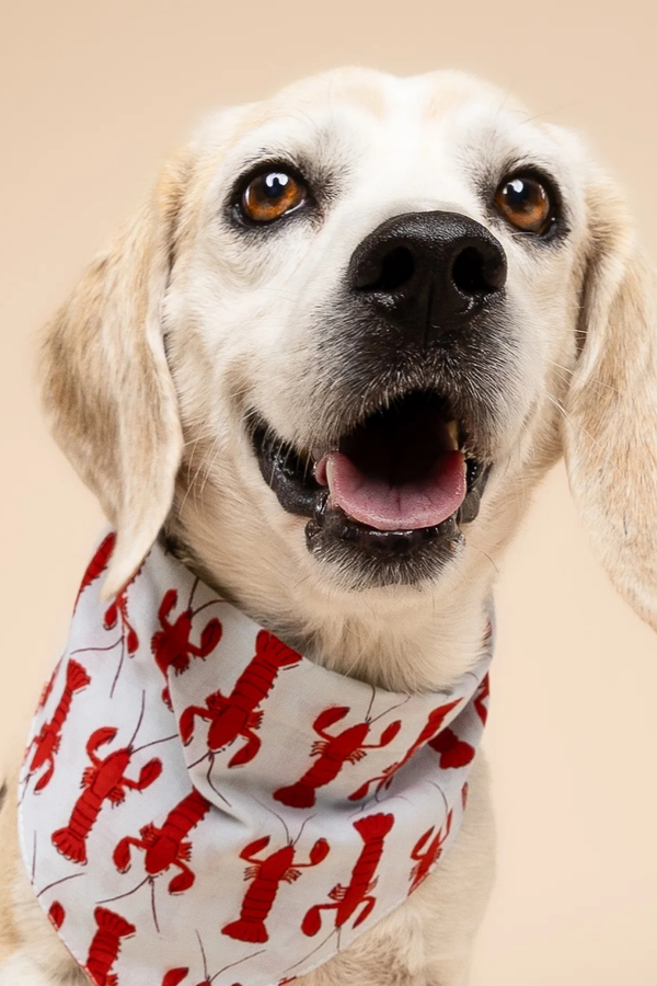 FISH & BONE Bandana The Boothbay