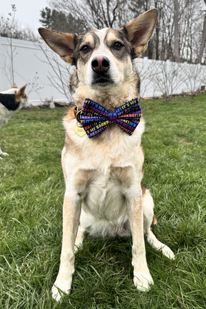 DAPPER DEXTER Bow Tie It's My Barkday