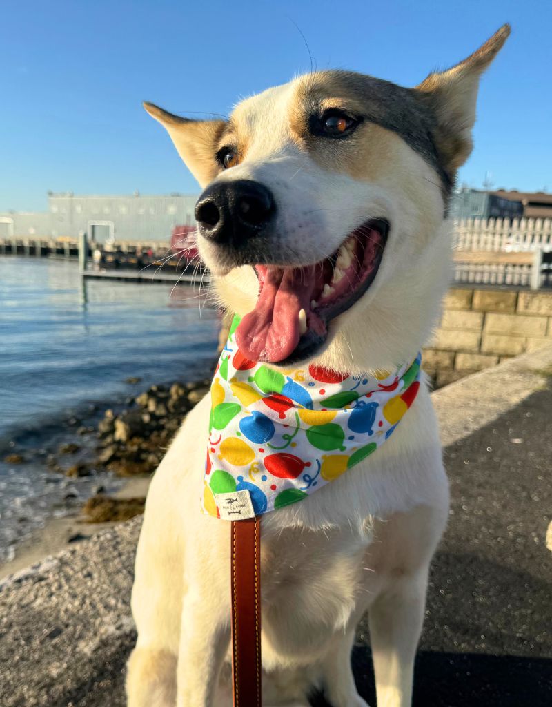 FISH & BONE Bandana Party Animal