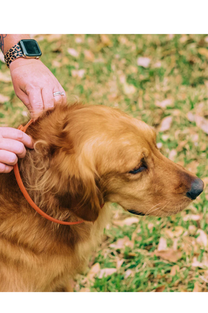 WONDERCIDE Dog Flea Tick Collar Peppermint