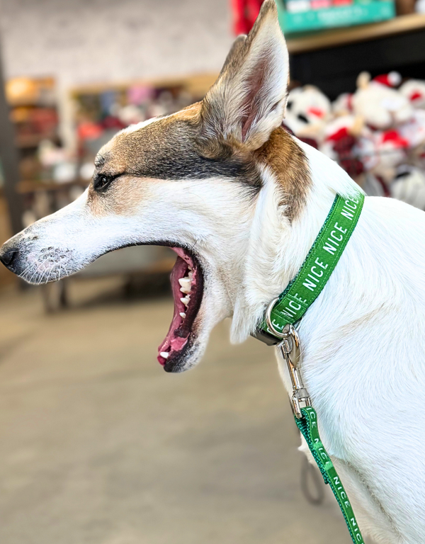 SEW FETCH Dog Collar Nice