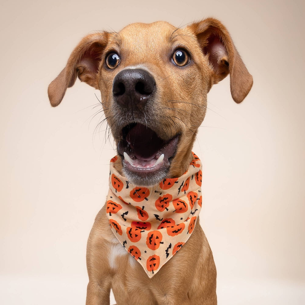 FISH & BONE Pupkin Halloween Dog Bandana