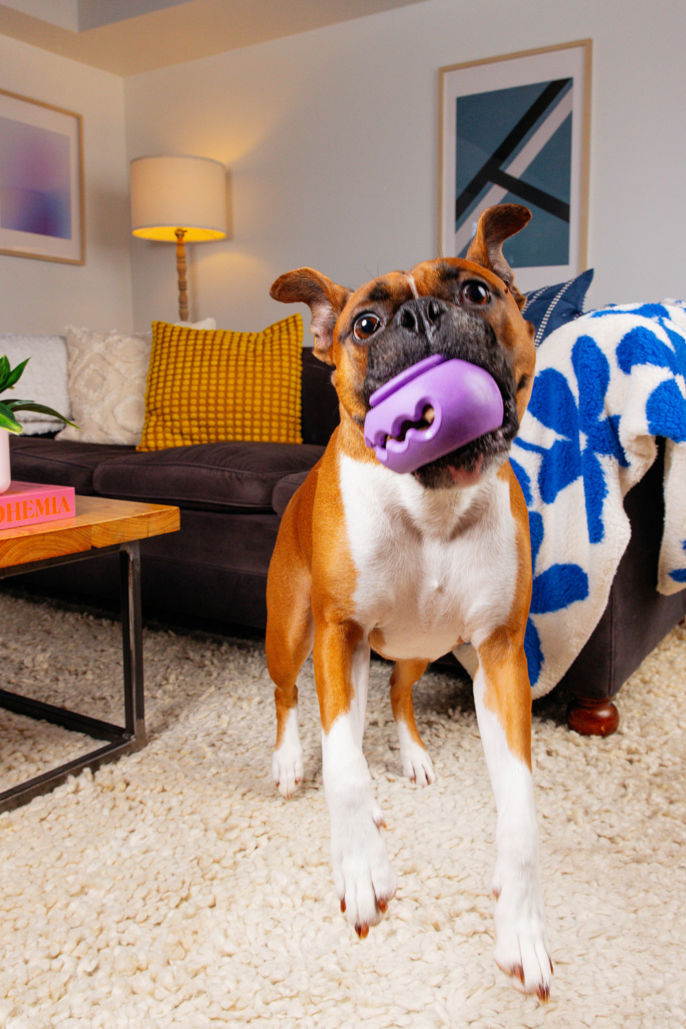 WAG LAB The Squiggle Purple