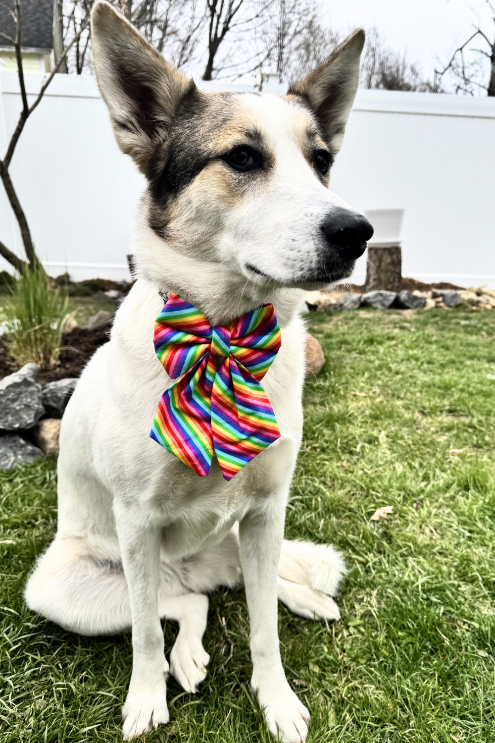 DAPPER DEXTER Sailor Bow Rainbow Stripe