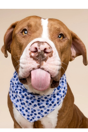FISH & BONE Bandana Berry