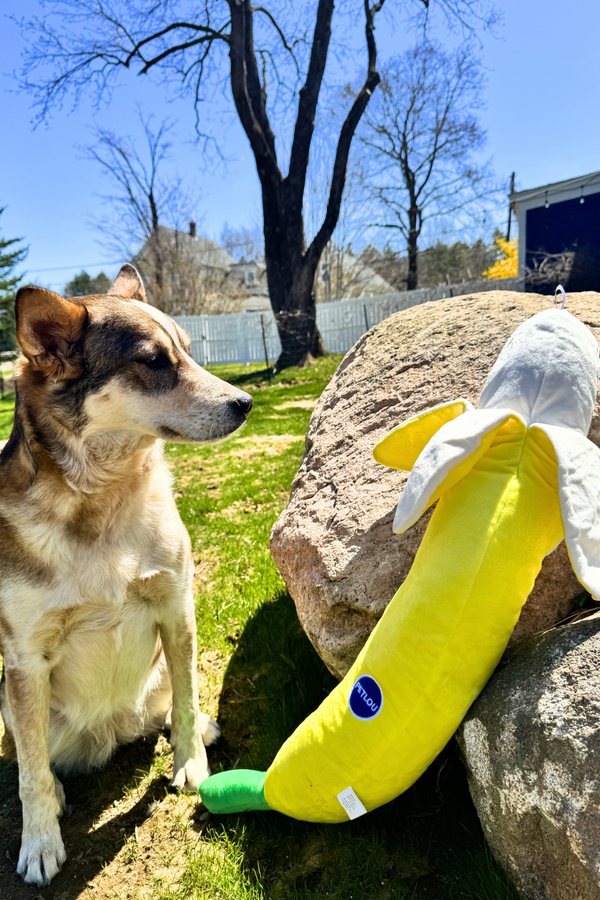 PETLOU Giant Banana 29"