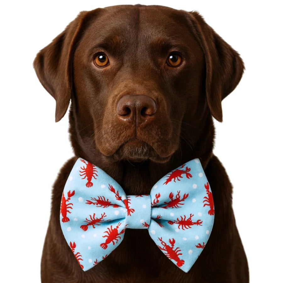 DAPPER DEXTER Bow Tie Lobster