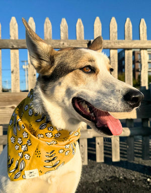 FISH & BONE Bandana Goldie