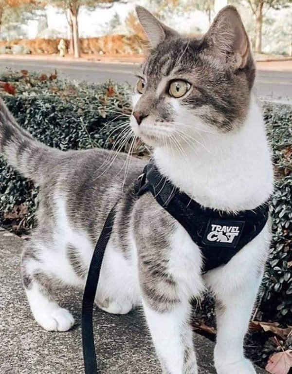 TRAVEL CAT True Adventurer Reflective Leash & Harness Set Black