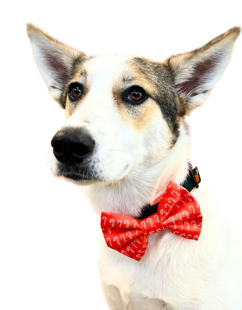 THE FISH & BONE  Bow Tie Candy Canes