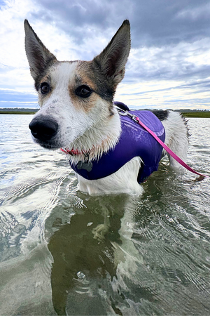 RUFFWEAR Float Coat Purple Lily