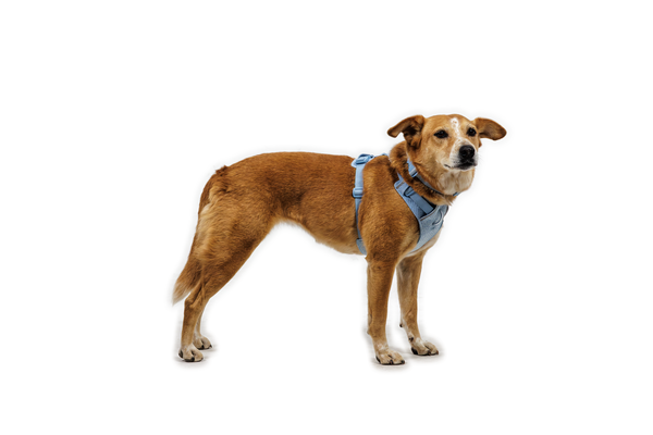 RUFFWEAR Front Range Flex Harness Polar Blue