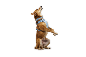 RUFFWEAR Front Range Flex Harness Polar Blue