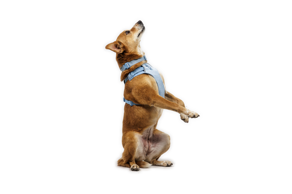 RUFFWEAR Front Range Flex Harness Polar Blue