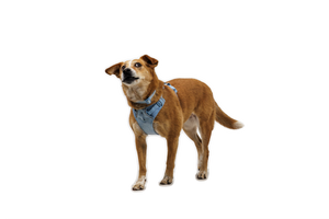 RUFFWEAR Front Range Flex Harness Polar Blue