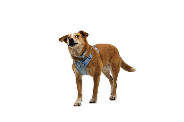 RUFFWEAR Front Range Flex Harness Polar Blue