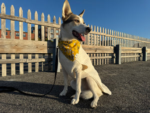 CHILLY DOG Wool Sweater Natural Cable