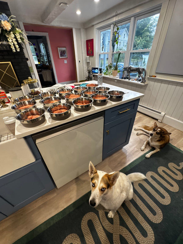 MESSY MUTTS Bowl & Lid 3 Pack Set 6 Cup