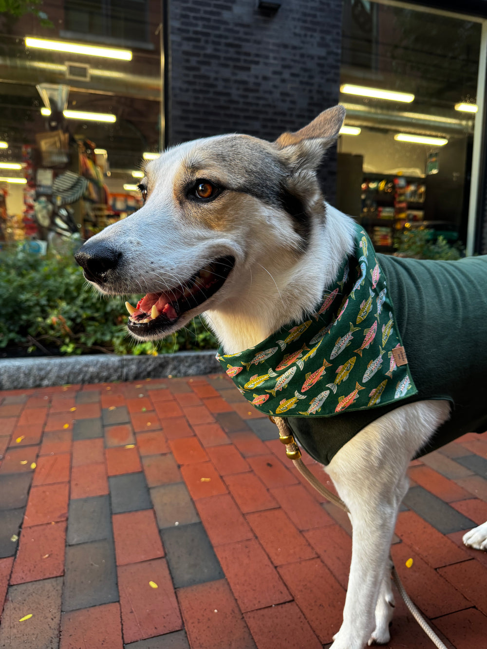 FOGGY DOG Gone Fishing Dog Bandana