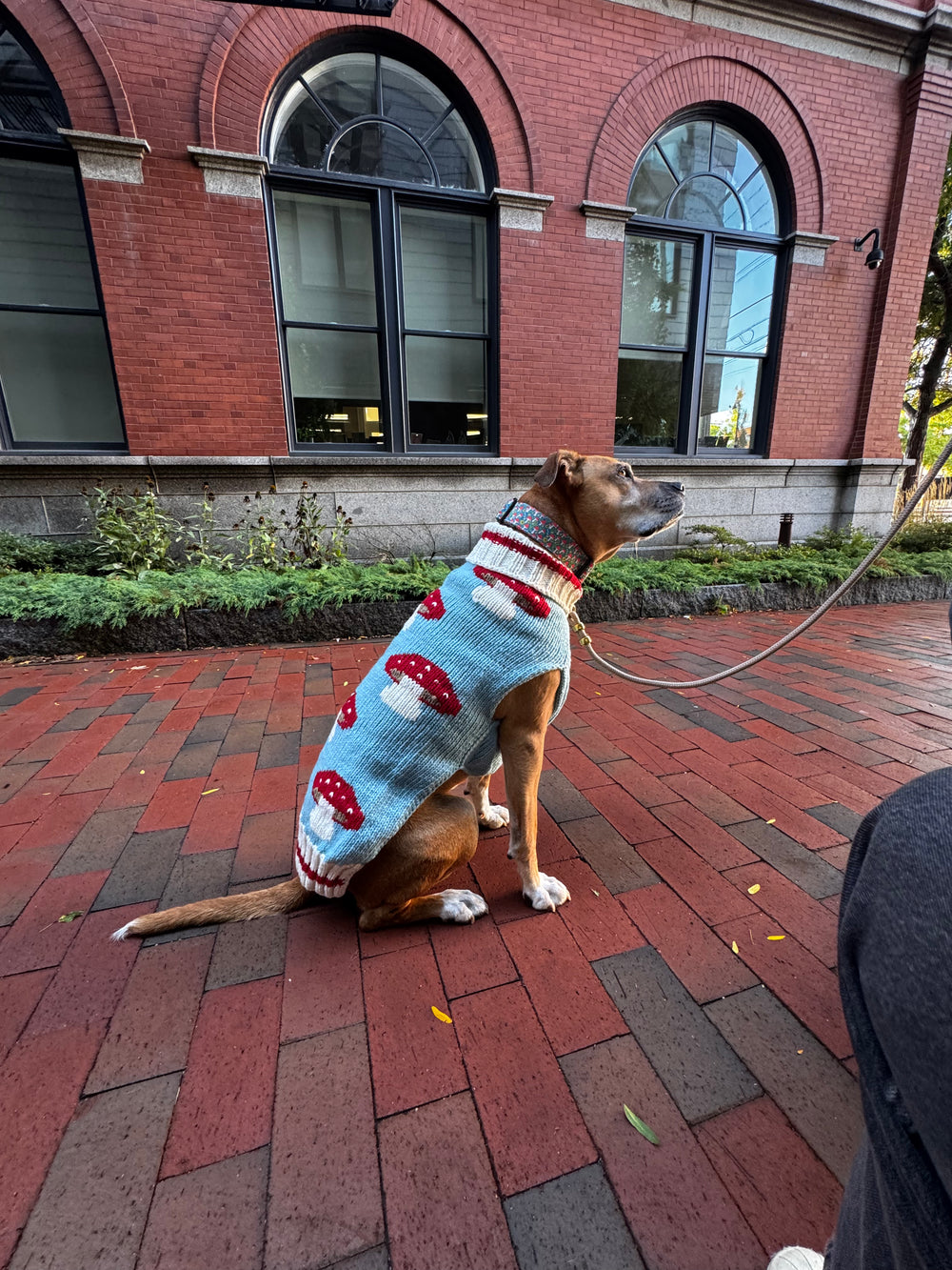 CHILLY DOG Dog Sweater Mushroom