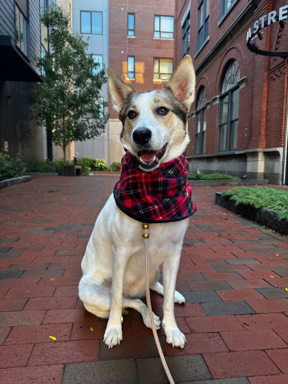 GOLD PAW Snood Red Plaid/Black