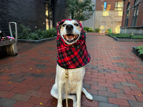 GOLD PAW Snood Red Plaid/Black