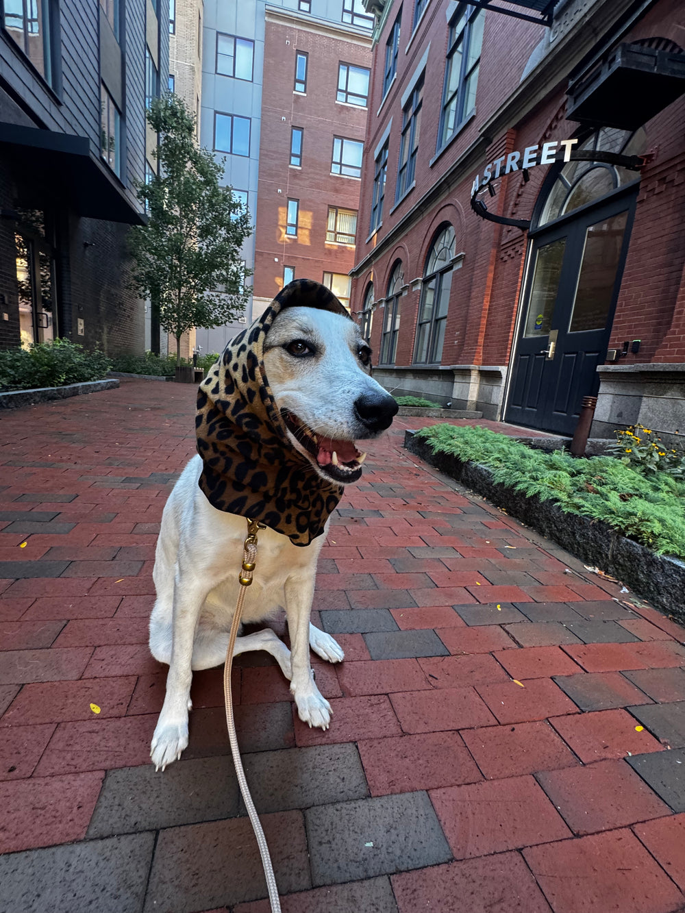 GOLD PAW Snood Leopard