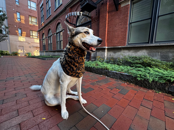 GOLD PAW Snood Leopard
