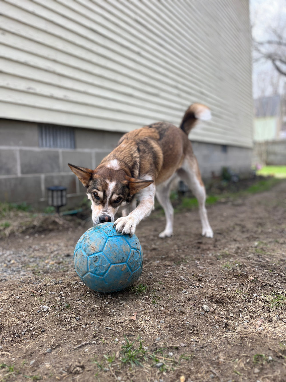 JOLLY Soccer Ball