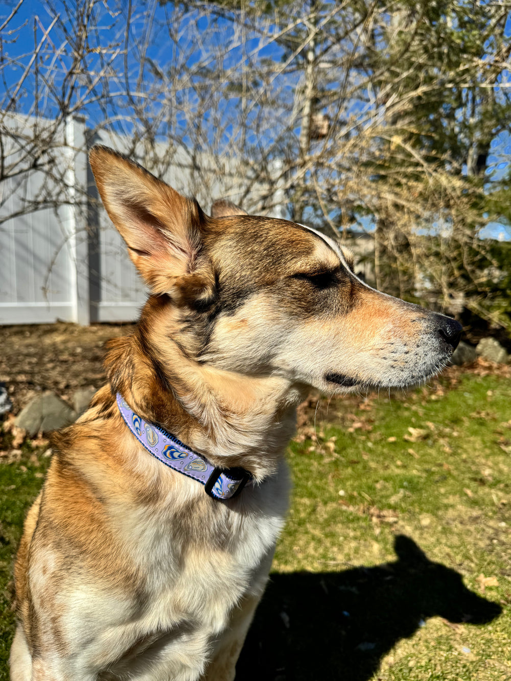 UP COUNTRY Dog Collar Oyster Bay