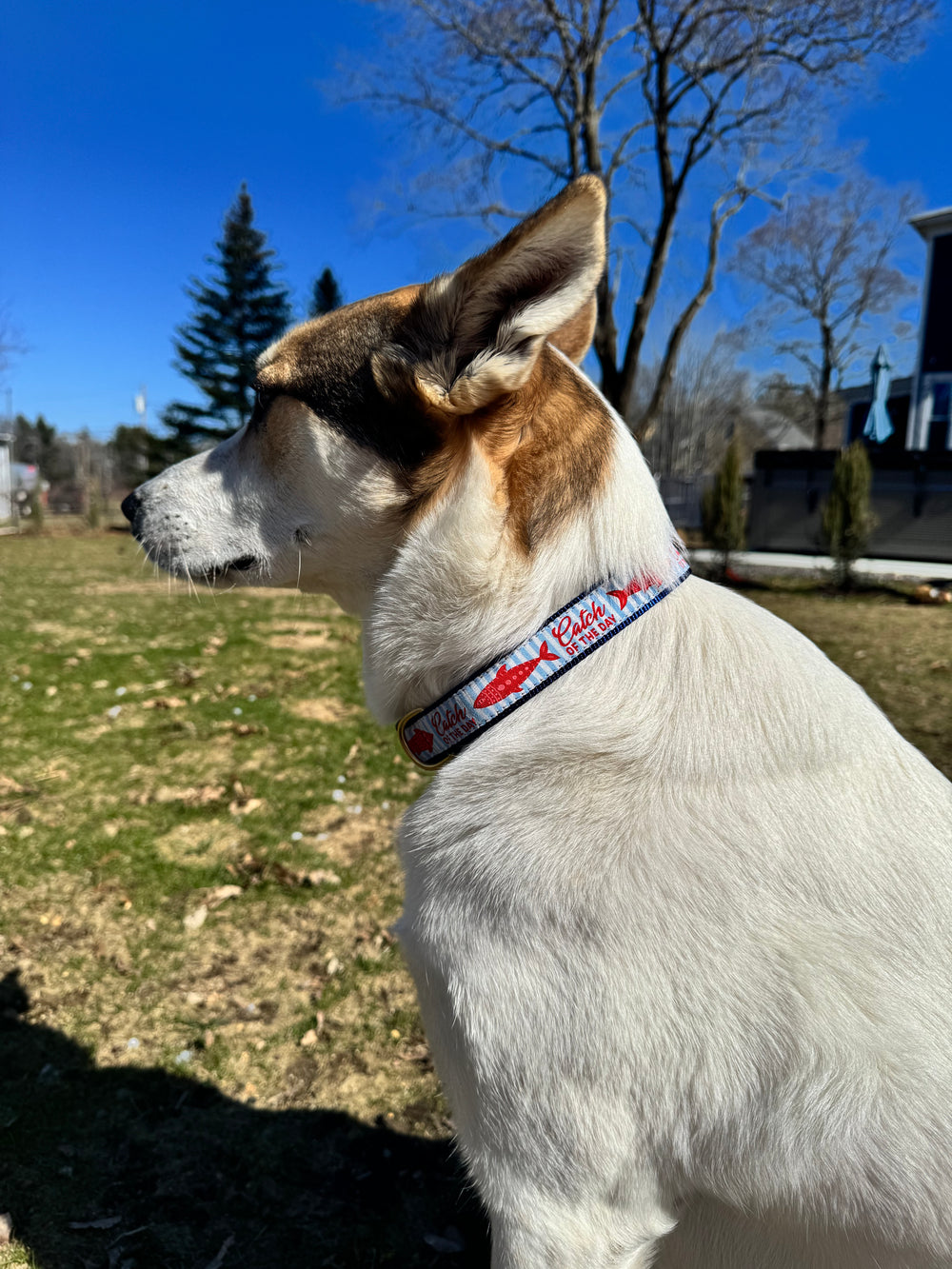 UP COUNTRY Dog Collar Catch Of The Day