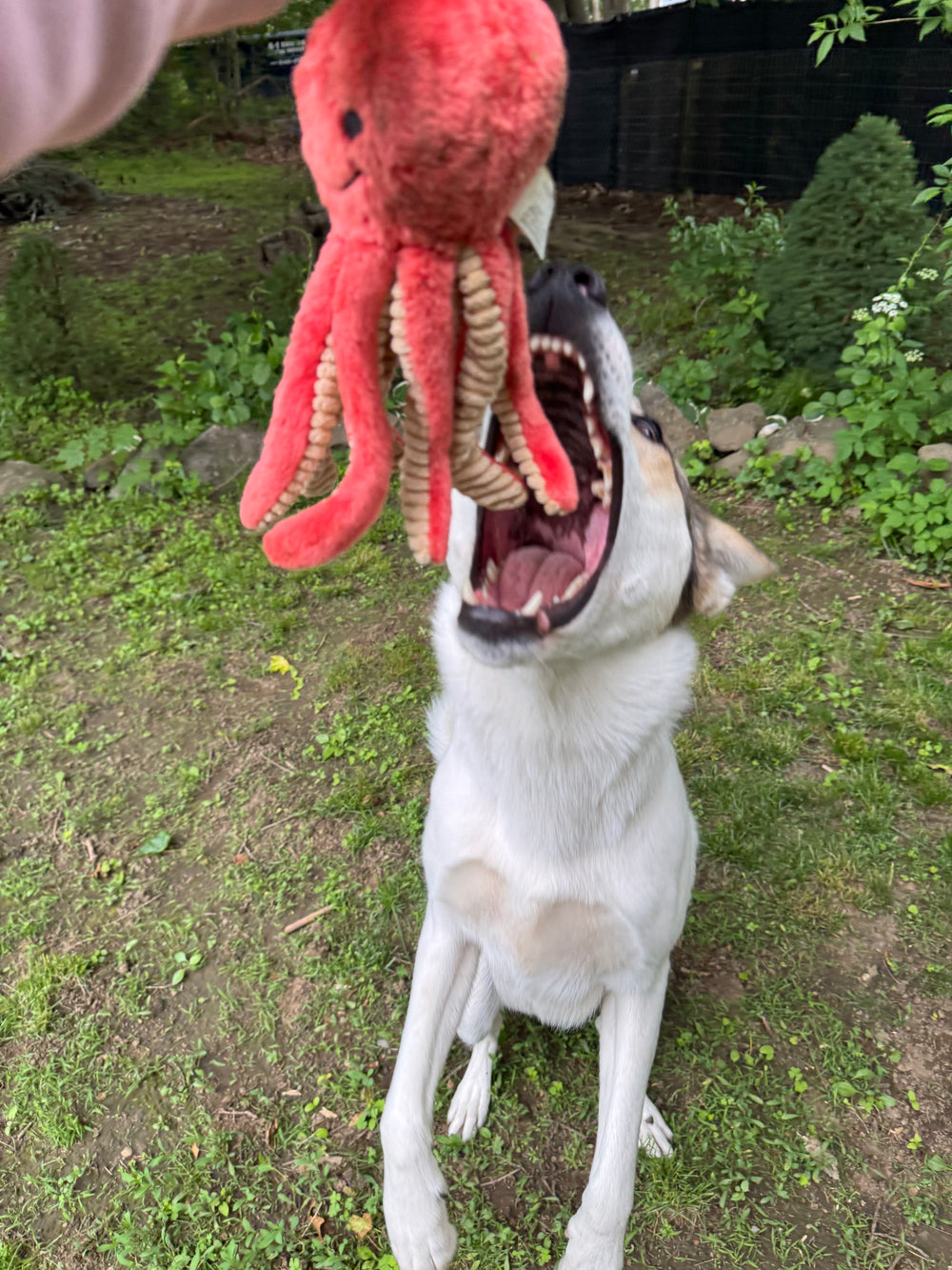 FLUFF & TUFF Squirt Octopus