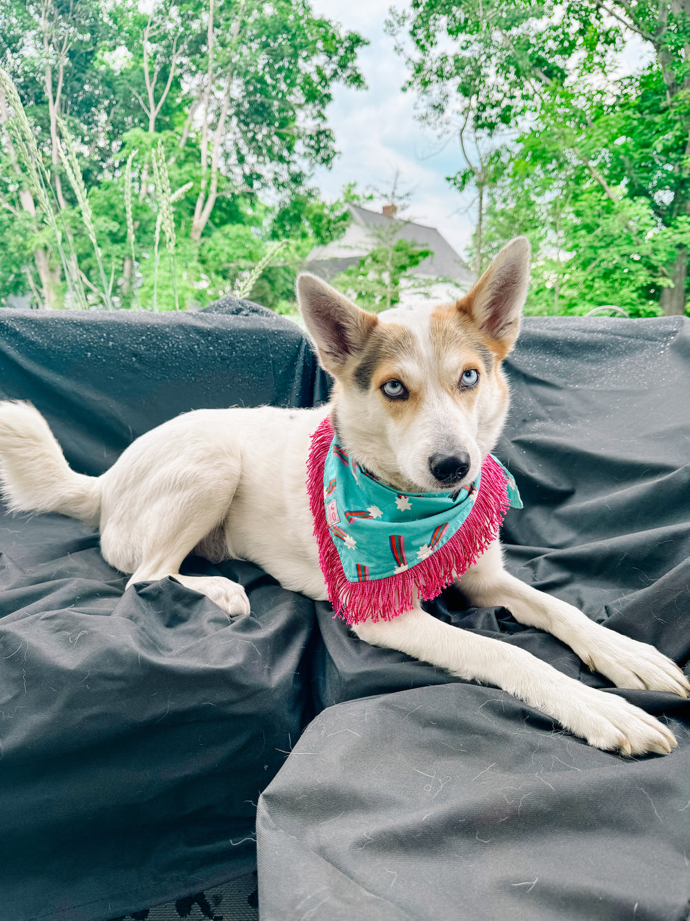 VELVET OUTPAW Major Star Pride Bandana