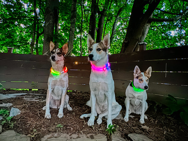 NITE IZE NiteHowl LED Rechargeable Safety Necklace Disco