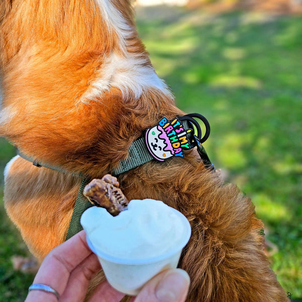 JIBY Birthday Dog Charm