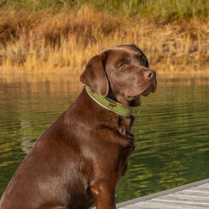 THE BELTED COW Moose Dog Collar