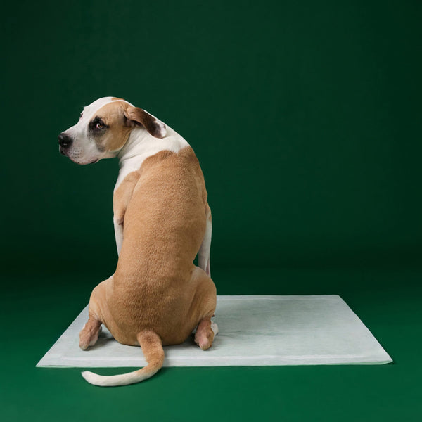 Earth Rated Max Absorbancy Training Pee Pads