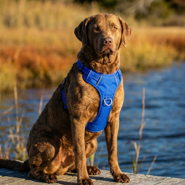 BAYDOG  Chesapeake Harness Blue