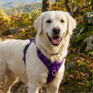BAYDOG  Chesapeake Harness Purple