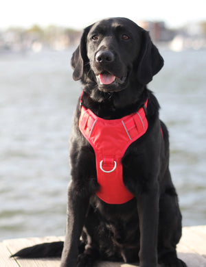 BAYDOG  Chesapeake Harness Red
