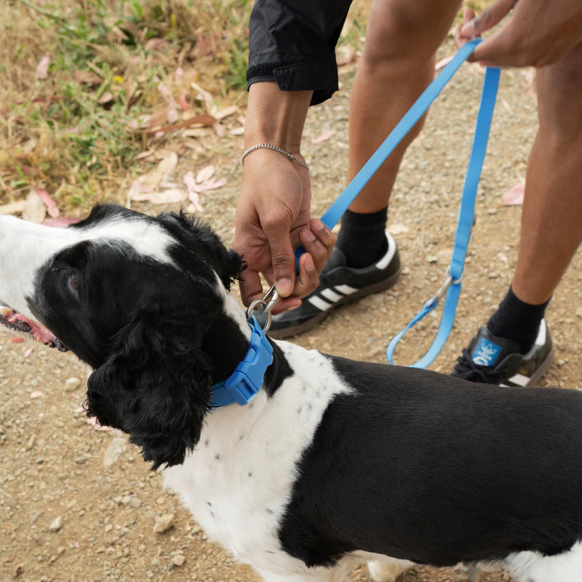 SPRINGLAND Waterproof Dog Leash Blueberry