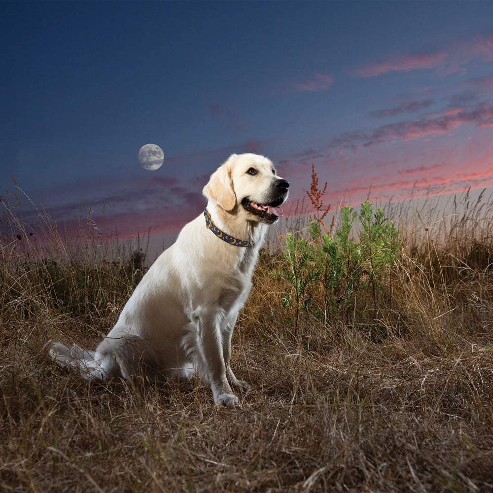 UP COUNTRY Stella Luna Dog Collar