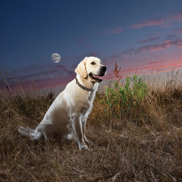 UP COUNTRY Stella Luna Dog Collar