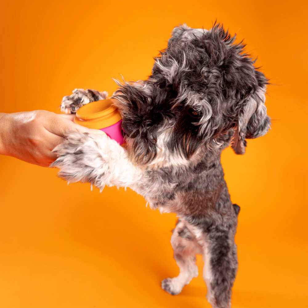 WAG LAB The Spinner Orange & Pink