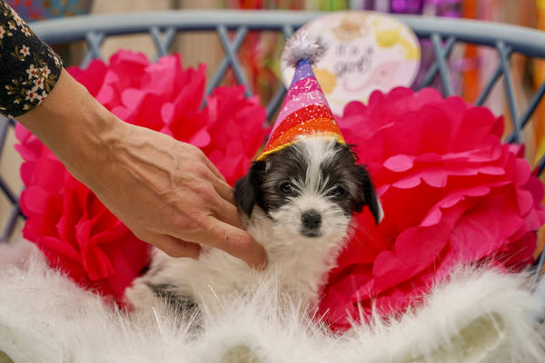 DOGGISH Gotcha Day Pawty Hat