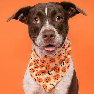 FISH & BONE Pupkin Halloween Dog Bandana